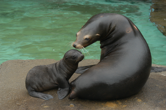 ueno_zoo_che_001.jpg