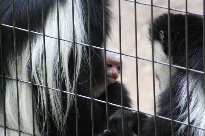 ueno_zoo_che_003.jpg