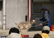 飼育係に会いに行こう　－4月19日は「飼育の日」－