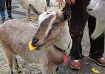 イベント