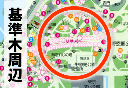 基準木 桜並木